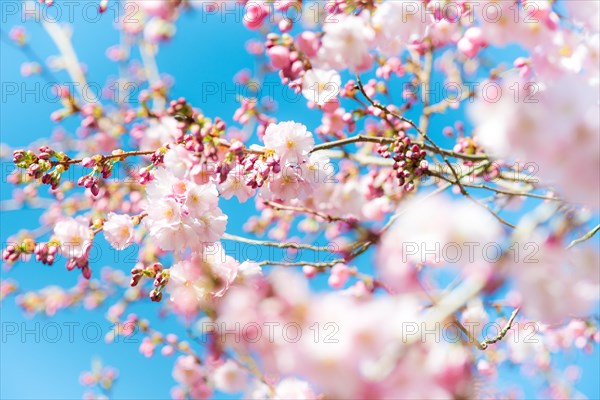 Japanese cherry (Prunus serrulata), also Oriental Cherry, East Asian Cherry or Grannen Cherry, twigs of a cherry tree with bright, delicate, pink and white flowers and flower buds in front of a clear, bright blue sky, sunny day, spring, cherry blossom, ornamental cherry, close-up, macro shot, blurred background with bokeh effect, Lower Saxony, Germany, Europe