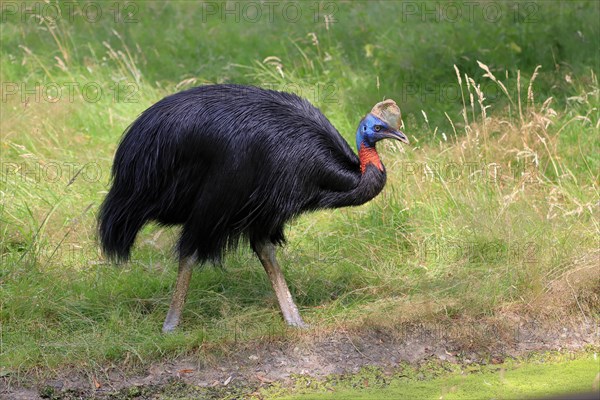 Northern cassowary (Casuarius unappendiculatus), adult, foraging, captive, Papua New Guinea, Oceania