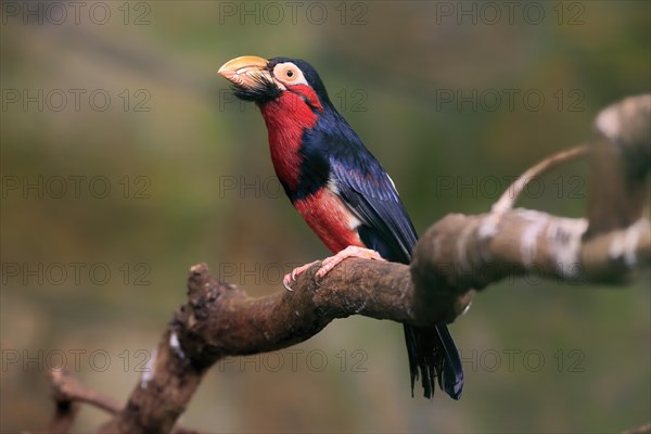 Bearded barbet, (Lybius dubius), adult, male, waiting, tree, captive