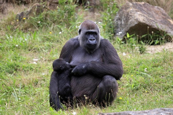 Western gorilla (Gorilla gorilla), adult, female, mother, young animal, baby, suckling, social behaviour, sitting, on ground, captive, western Africa