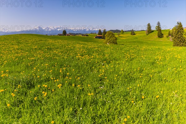 Common dandelion (Taraxacum sect. Ruderalia) in spring, meadow near Rieden am Forggensee, Ostallgaeu, Allgaeu, Bavaria, Germany, Europe