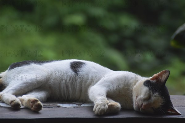Close-up of a black and white cat napping on a wooden veranda with a softly blurred background showing a calm and soothing ambience