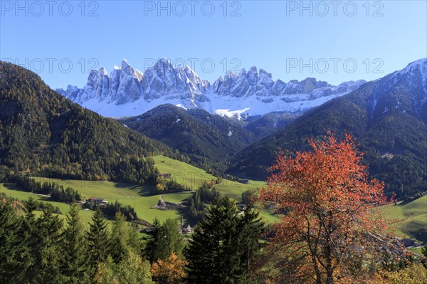 Snow-covered mountains behind autumnal forests and meadows under a clear blue sky, Italy, Trentino-Alto Adige, Alto Adige, Bolzano province, Dolomites, Santa Magdalena, St. Maddalena, Funes Valley, Odle, Puez-Geisler Nature Park in autumn, Europe