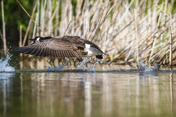 Canada Goose, Branta canadensis, bird running on water