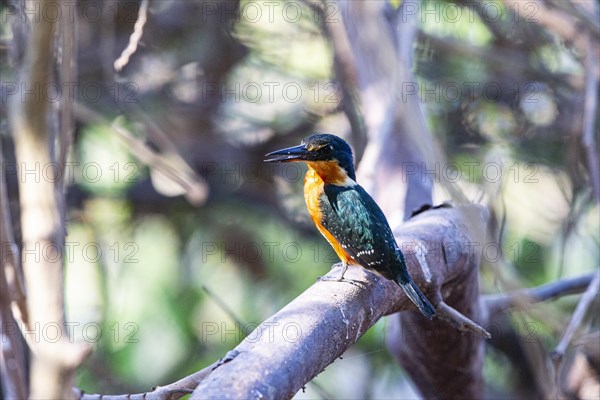 Two-coloured Kingfisher (Chloroceryle india) Pantanal Brazil