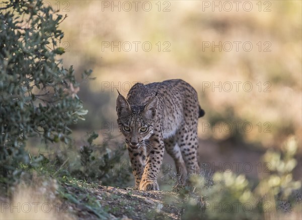 Iberian lynx young animal, Iberian lynx (Lynx pardinus), Extremadura, Castilla La Mancha, Spain, Europe