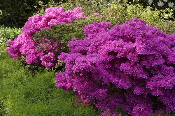 Flowering azalea, spring, Germany, Europe