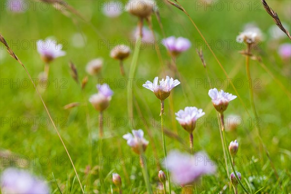 Sea thrift (Armeria maritima), also common Lady's Cushion, Flower of the Year 2024, focus on a delicate purple (violet, pink) flower, several flowers and grass against a blurred background of a meadow, endangered species, endangered species, species protection, nature conservation, close-up, macro photograph, Lower Saxony, Germany, Europe