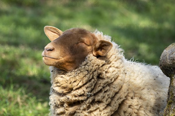 Portrait of a Coburg Fox sheep (Coburger Fuchsschaf) with a brown head. The sheep has its head turned towards the sun and its eyes closed. Meadow as background