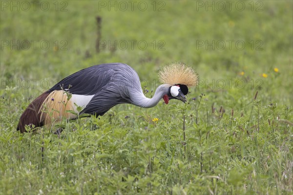 Crowned crane (Balearica regulorum), Ngorongoro Crater, Tanzania, Africa