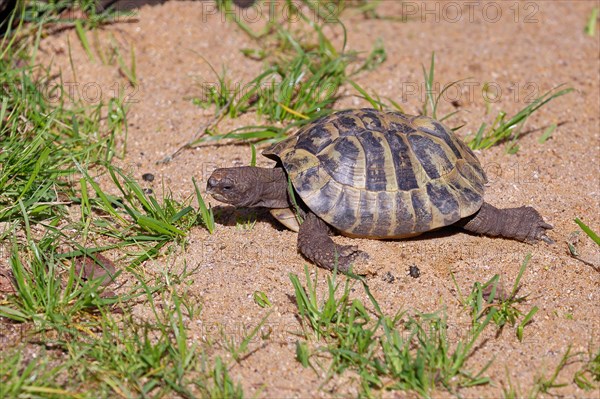 Hermann's tortoise (testudo hermanni), walking on soft ground, captive, Rhineland-Palatinate, Germany, Europe
