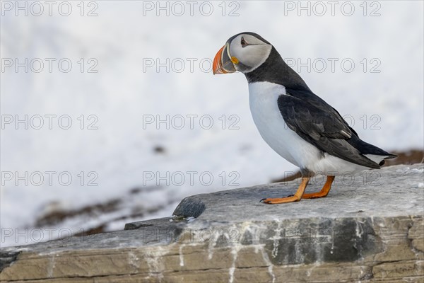 Puffin (Fratercula arctica), in the snow, Hornoya, Hornoya, Varangerfjord, Finmark, Northern Norway