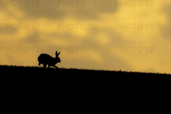 European brown hare (Lepus europaeus) adult animal running in a farmland cereal crop at sunset, England, United Kingdom, Europe