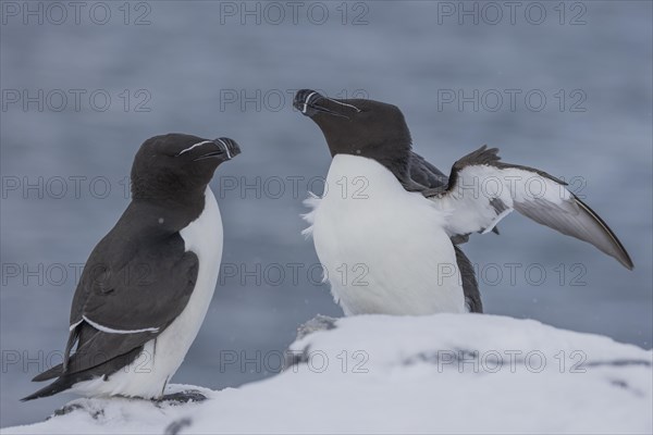 Razorbill (Alca torda), pair, in the snow, Hornoya, Hornoya, Varangerfjord, Finmark, Northern Norway