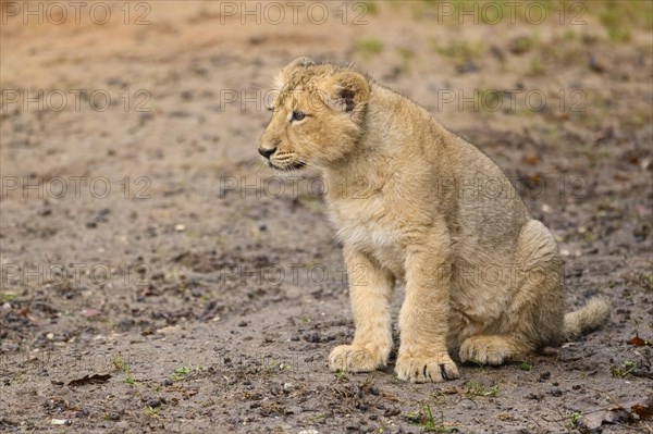 Asiatic lion (Panthera leo persica) cub sitting in the dessert, captive, habitat in India