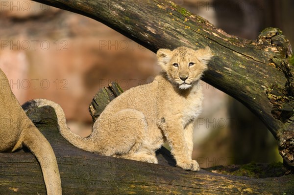 Asiatic lion (Panthera leo persica) cub sitting on a tree trunk, captive, habitat in India