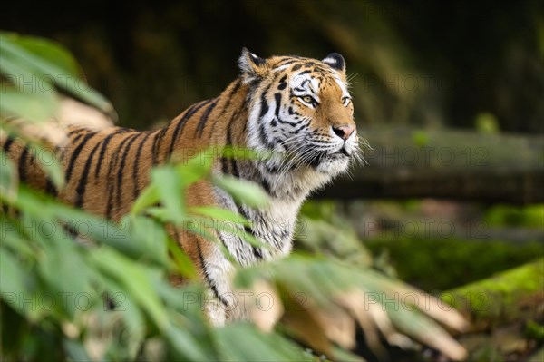 Portrait of a Siberian tiger or Amur tiger (Panthera tigris altaica) in the forest, captive, habitat in Russia