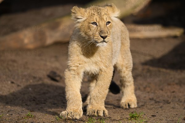 Asiatic lion (Panthera leo persica) cub standing in the dessert, captive, habitat in India