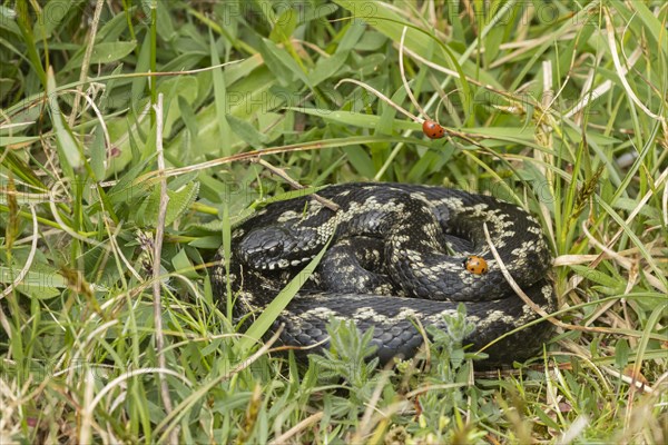 European adder (Vipera berus) adult snake basking in grassland with a ladybird walking on its body, England, United Kingdom, Europe