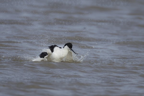 Pied avocet (Recurvirostra avosetta) adult bird flapping its wings in a lagoon, England, United Kingdom, Europe