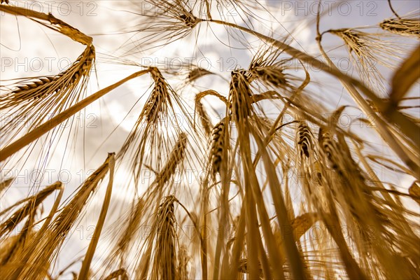 Ripe, golden ears of barley in the foreground with brightly lit clouds in the background, Cologne, North Rhine-Westphalia, Germany, Europe