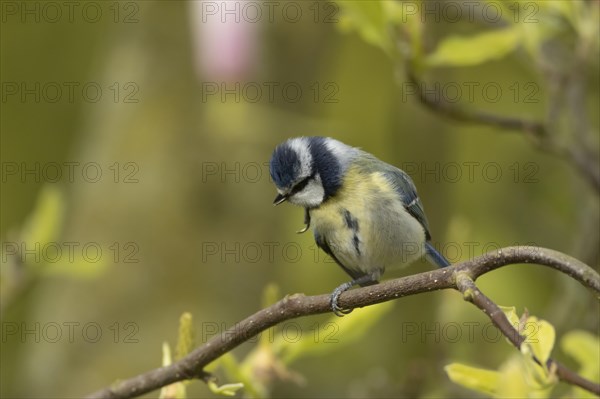 Blue tit (Cyanistes Caeruleus) adult bird preening on a Magnolia tree branch, England, United Kingdom, Europe