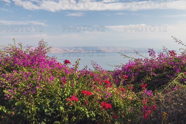 Purple and red bougainvillea flowers in garden overlooking the Sea of Galilee and the Golan Heights at The Church of the Beatitudes, Mount of Beatitudes, Sea of Galilee region, Israel, Asia