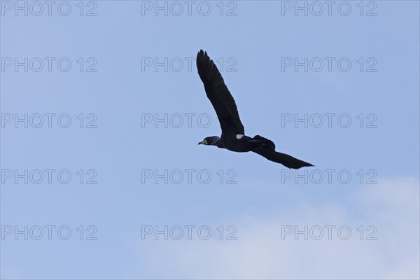 Cormorant in flight (Phalacrocorax carbo), Geltinger Birch, Goldhoeft, Nieby, Schlei, Schleswig-Holstein, Germany, Europe