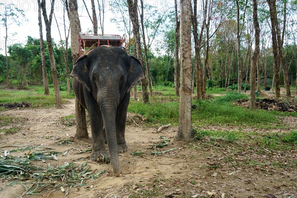 Image of elephant in tropical forest. Thailand