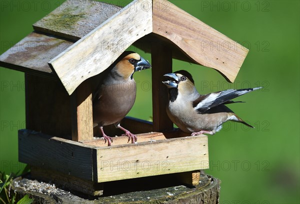 Hawfinch (Coccothraustes coccothraustes) during mating feeding in the bird house in spring