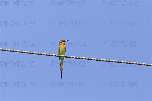 Blue-tailed bee-eater (Merops philippinus) against a blue sky, backwaters, Kumarakom, Kerala, India, Asia