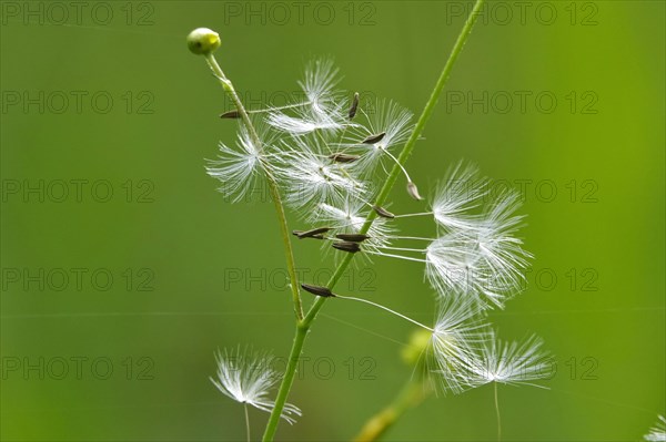 Blowball, Germany, Europe