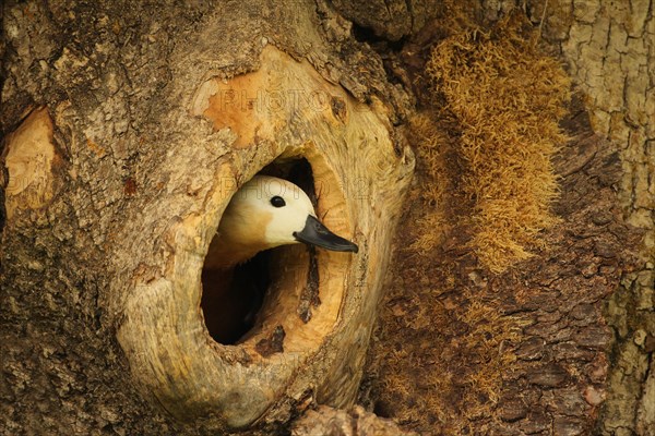 Ruddy shelduck (Tadorna ferruginea) female animal looking out of a tree cavity in an old ash tree (Fraxinus excelsior) Allgaeu, Bavaria, Germany, Europe