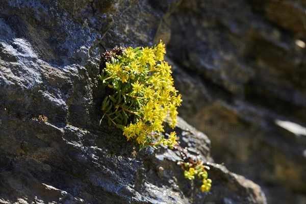 Yellow mountain saxifrage (Saxifraga aizoides) blooming in the mountains at Hochalpenstrasse, Pinzgau, Salzburg, Austria, Europe