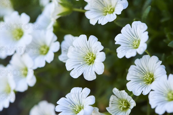 Alpine mouse-ear (Cerastium alpinum) blooming in the mountains at Hochalpenstrasse, Pinzgau, Salzburg, Austria, Europe