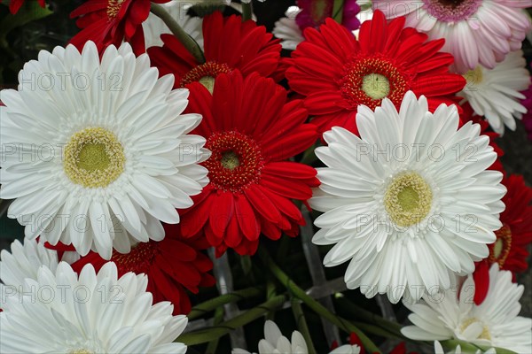 Bright bouquet of white and red Common daisies, (Gerber daisy) flower sale, Central Station, Hamburg, Hanseatic City of Hamburg, Germany, Europe