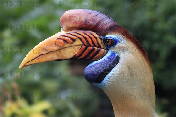 Knobbed Hornbill, (Rhyticeros cassidix), adult, portrait, captive