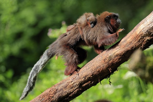 Coppery titi (Plecturocebus cupreus), adult, female, young animal, on mother's back, on tree, alert, captive, South America