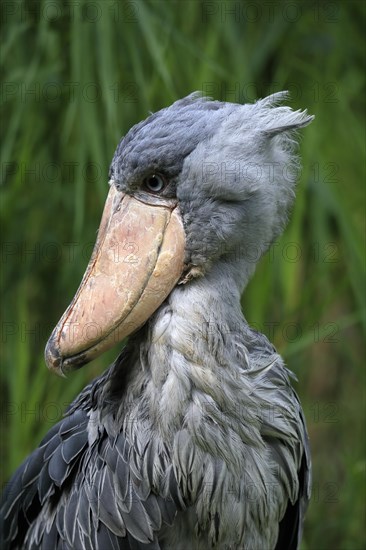 Shoebill (Balaeniceps rex), adult, portrait, captive