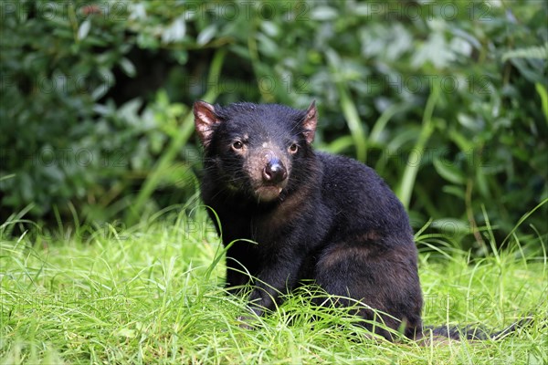 Tasmanian devil (Sarcophilus harrisii), adult, vigilant, captive, Tasmania, Australia, Oceania