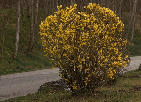 Garden forsythia (Forsythia) Golden lilac, golden bell, shrub