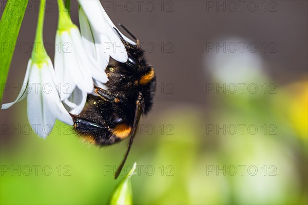 Bumblebee on Three-Cornered Leek, Snowbell, Allium triquetrum in forest at spring time