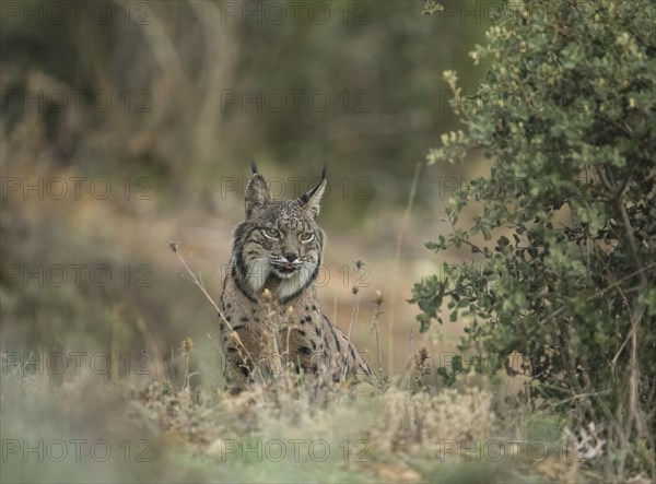 Pardell Lynx female, Iberian Lynx (Lynx pardinus), Extremadura, Castilla La Mancha, Spain, Europe