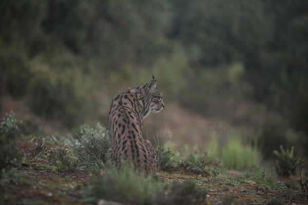 Pardell Lynx female, Iberian Lynx (Lynx pardinus), Extremadura, Castilla La Mancha, Spain, Europe