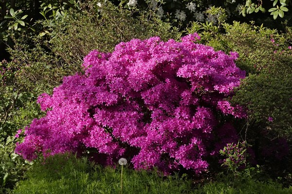 Flowering azalea, spring, Germany, Europe