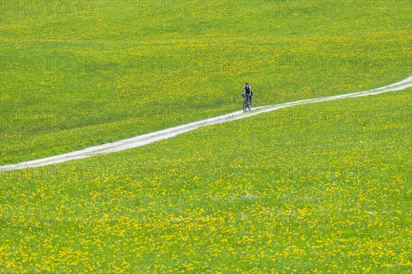 Woman (60-65) cycling through a common dandelion (Taraxacum sect. Ruderalia) in spring, meadow near Hopfensee, Ostallgaeu, Allgaeu, Bavaria, Germany, Europe