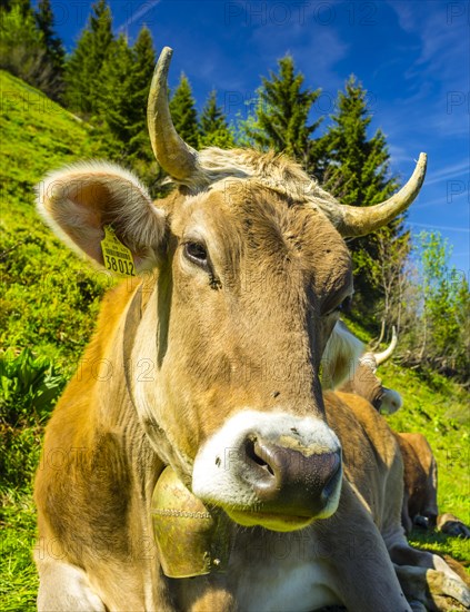 Single dairy cow, Allgaeu Brown cattle, alpine meadow, near Oberstdorf, Allgaeu, Bavaria, Germany, Europe