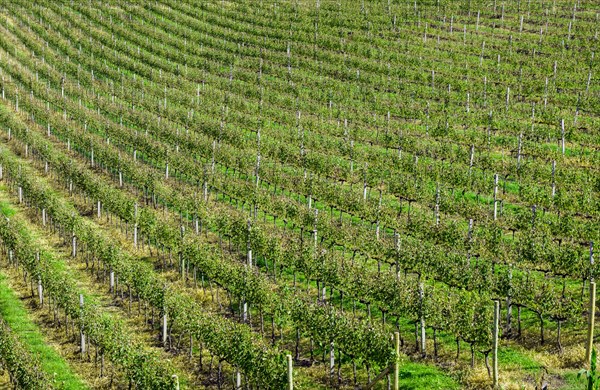 Vineyard of grapes in the Vale dos Vinhedos in Bento Goncalves, a gaucho wine