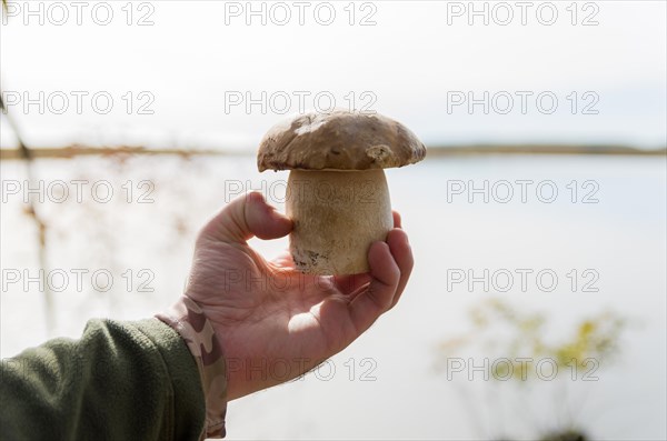 Hunting edible porcini mushrooms in the forest, Cambara do sul, Rio Grande do sul, Brazil, South America