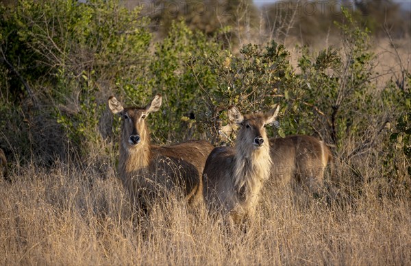 Ellipsen waterbuck (Kobus ellipsiprymnus), adult female animal in high grass in the evening light, Kruger National Park, South Africa, Africa